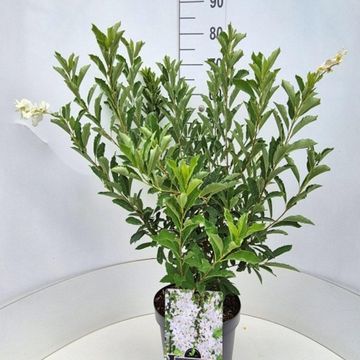 Exochorda racemosa BLUSHING PEARL