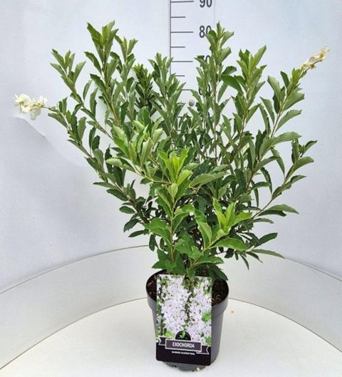 Exochorda racemosa BLUSHING PEARL