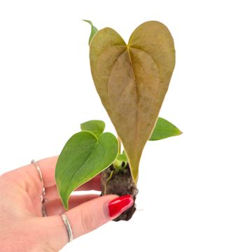 Anthurium 'Scorpion Mint' — Hurtownia roślin FlorAccess