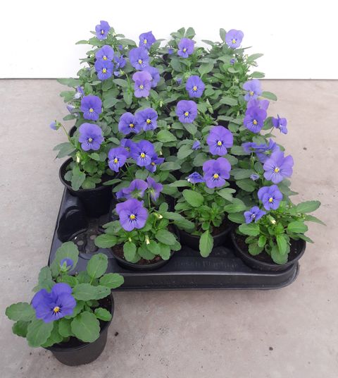 Виола BUTTERFLY CLEAR COLOR BLUE