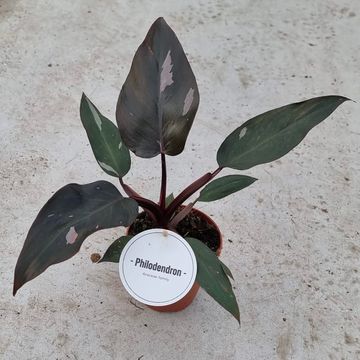 Philodendron 'Burgundy Princess'