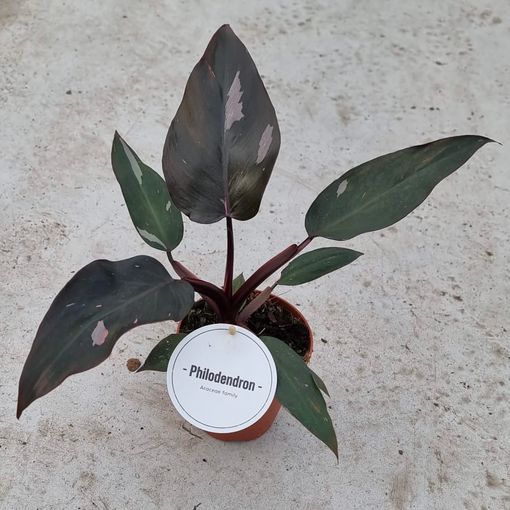 Philodendron 'Burgundy Princess'