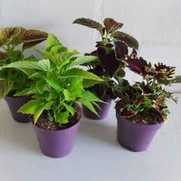 Plectranthus MIX