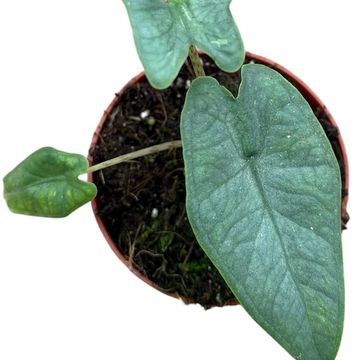 Alocasia sulawesi 'Green Carpet'