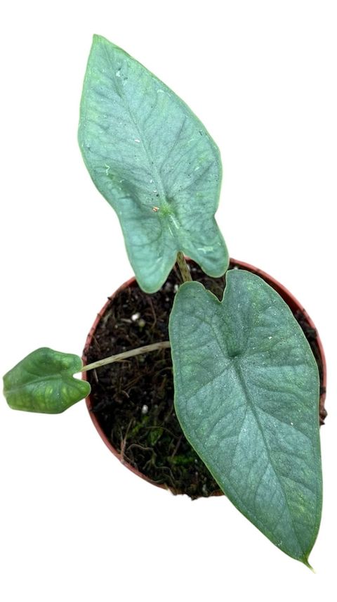 Alocasia sulawesi 'Green Carpet'