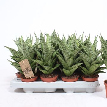 Sansevieria 'Tough Lady'