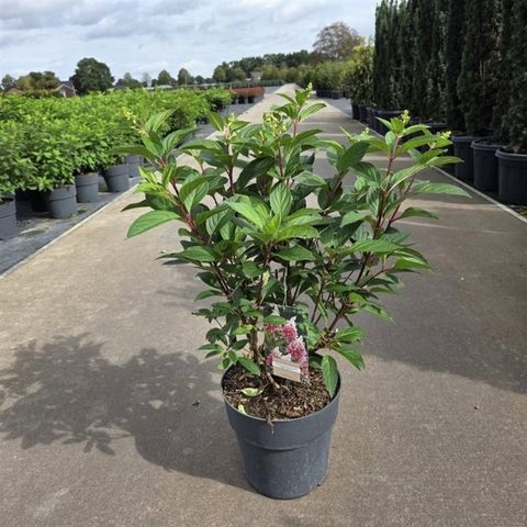 Hydrangea paniculata PINKY WINKY