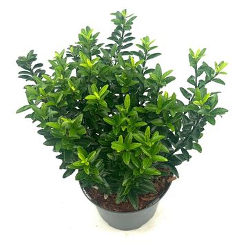 Euonymus japonicus 'Microphyllus'