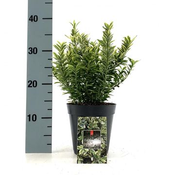 Euonymus japonicus 'Microphyllus Aureovariegatus'