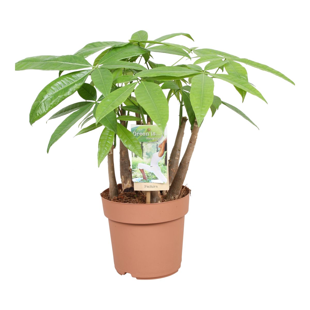 Pachira aquatica — Plant Wholesale FlorAccess