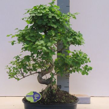 Ligustrum sinense