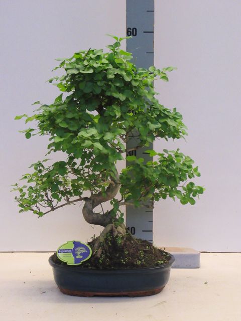 Ligustrum sinense