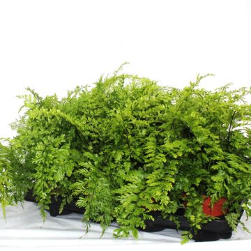 Asplenium bulbiferum 'Suze'