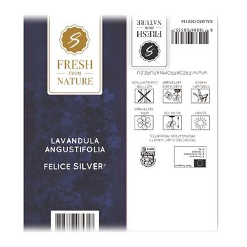 Lavandula angustifolia 'Felice Silver'