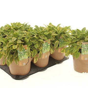 Salvia officinalis 'Aurea'