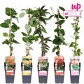 Lonicera MIX