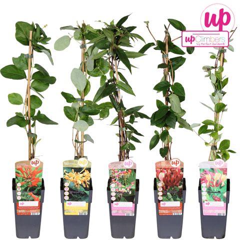 Lonicera MIX
