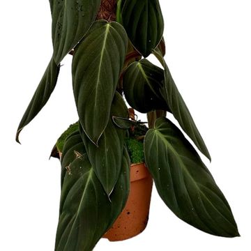 Philodendron gigas