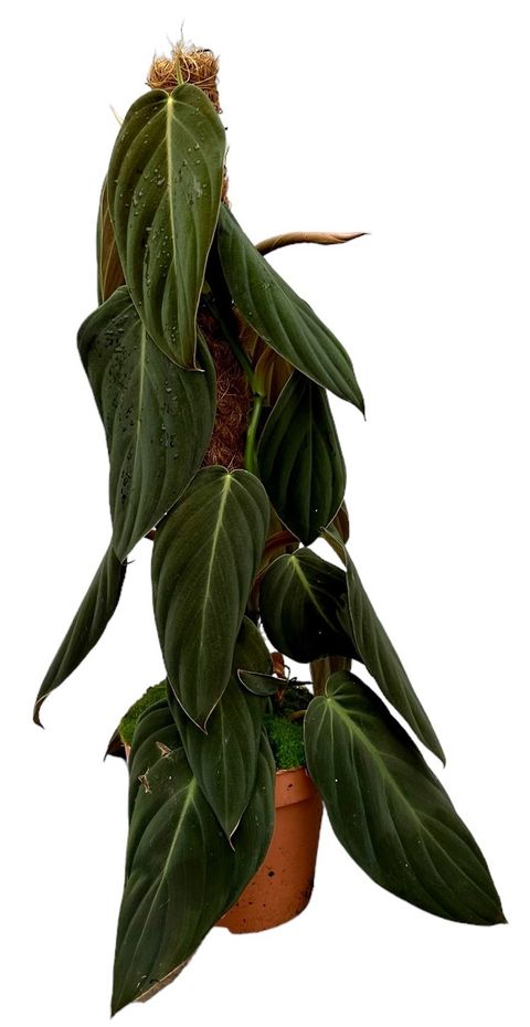 Filodendron gigas
