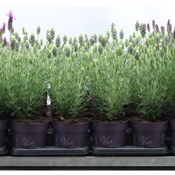 Lavandula stoechas 'Anouk'