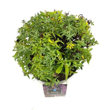 Aster 'Wood's Purple'