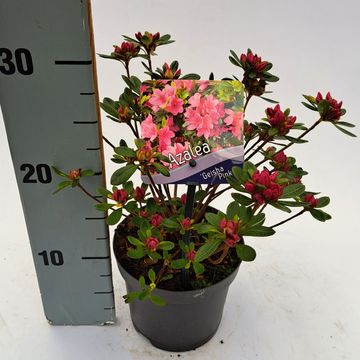 Rhododendron GEISHA PINK  (AJ)