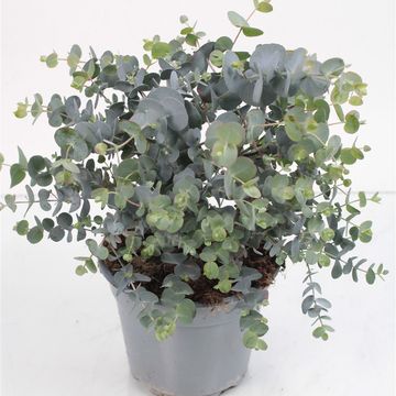 Eucalyptus cinerea 'Silver Dollar'