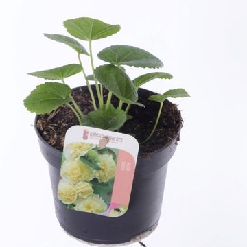 Alcea rosea 'Chater's Double Yellow'