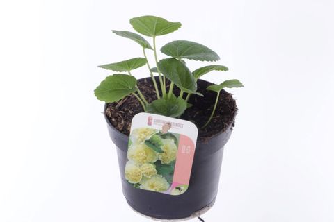 Alcea rosea 'Chater's Double Yellow'