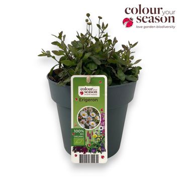 Erigeron karvinskianus 'Профьюжн'