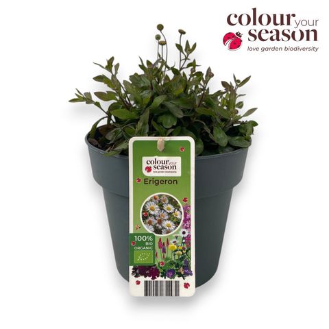 Erigeron karvinskianus 'Profusion'