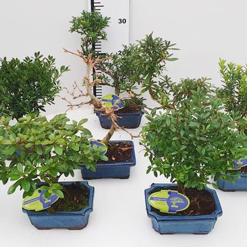 Bonsai MIX