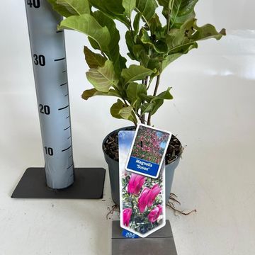 Magnolia 'Susan'