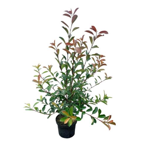 Photinia x fraseri 'Red Robin'
