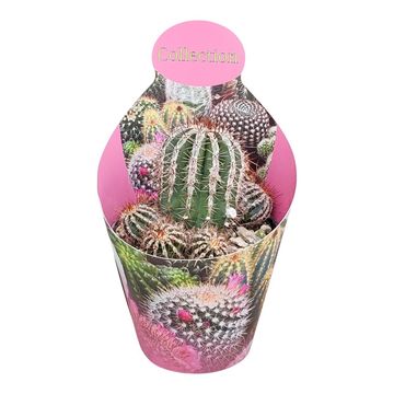 Echinopsis 'Haku-jo Maru'