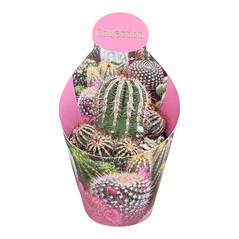 Echinopsis 'Haku-jo Maru'