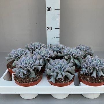 Echeveria scheideckeri