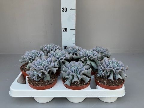 Echeveria scheideckeri