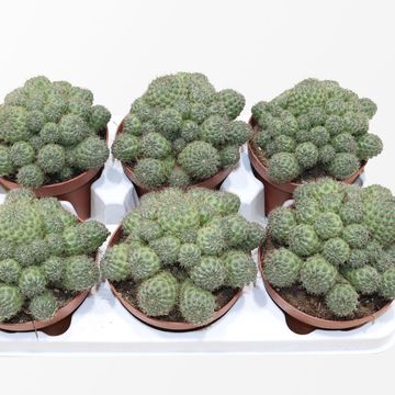 Rebutia nitida