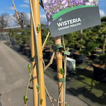 Wisteria sinensis 'Prolific'