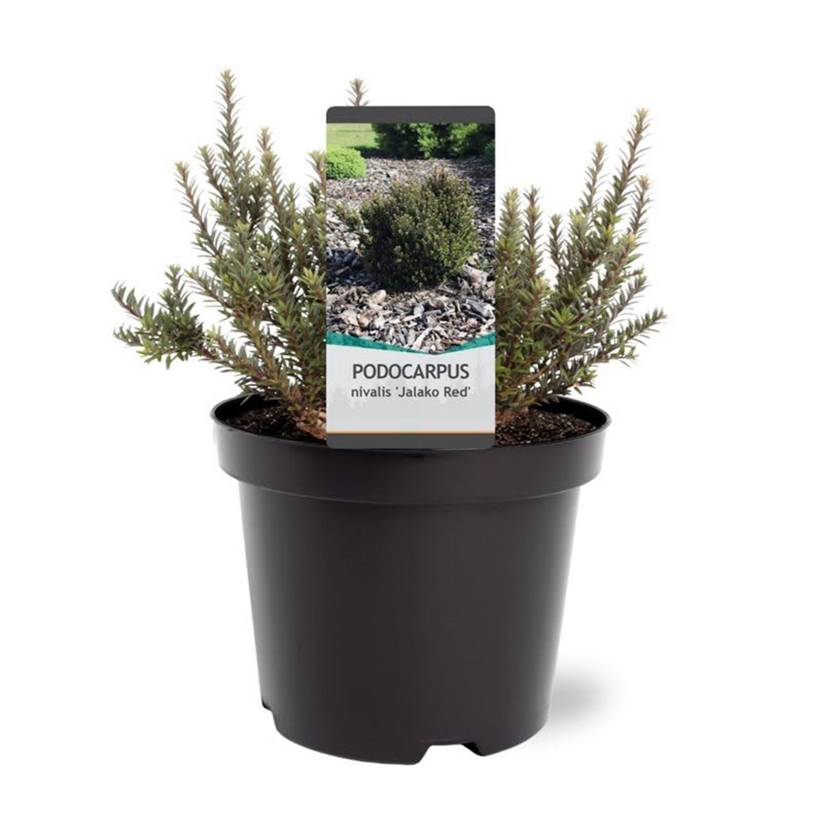 Podocarpus 'Jalako Red' — Рослини оптом FlorAccess