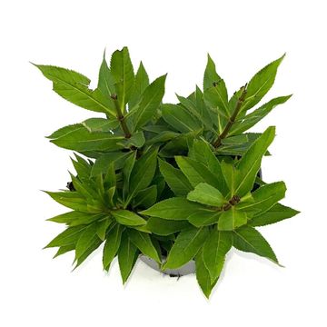 Veronicastrum virginicum 'Album'