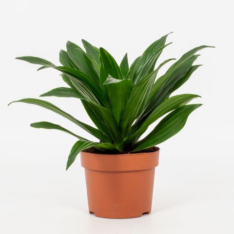 Dracaena fragrans 'Compacta' — Plant Wholesale FlorAccess