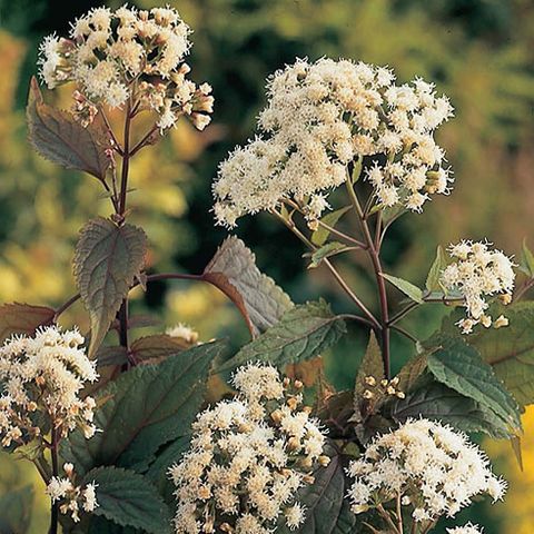 Eupatorium rugosum 'Chocolate' — Plant Wholesale FlorAccess