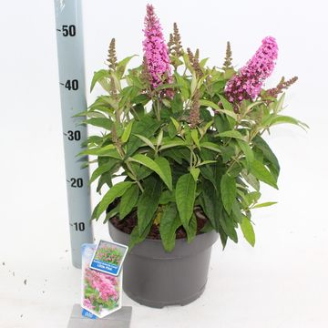 Buddleja davidii BUTTERFLY CANDY LITTLE PINK