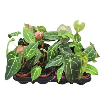 Anthurium MIX