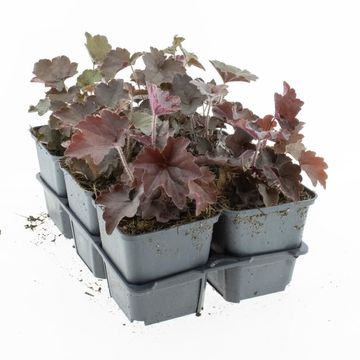 Heuchera micrantha 'Palace Purple'