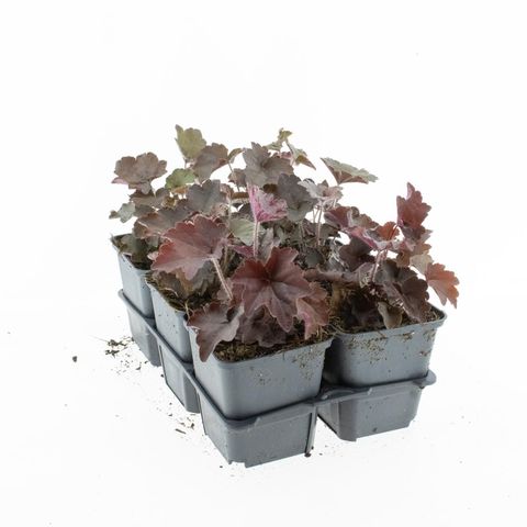 Heuchera micrantha 'Palace Purple'