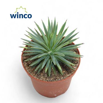 Agave toumeyana bella