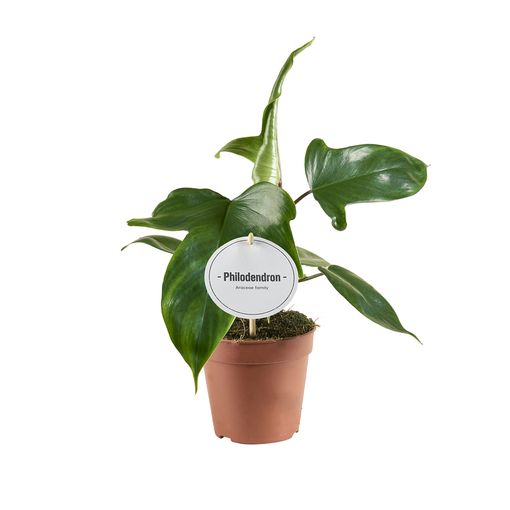 Philodendron FLORIDA GREEN